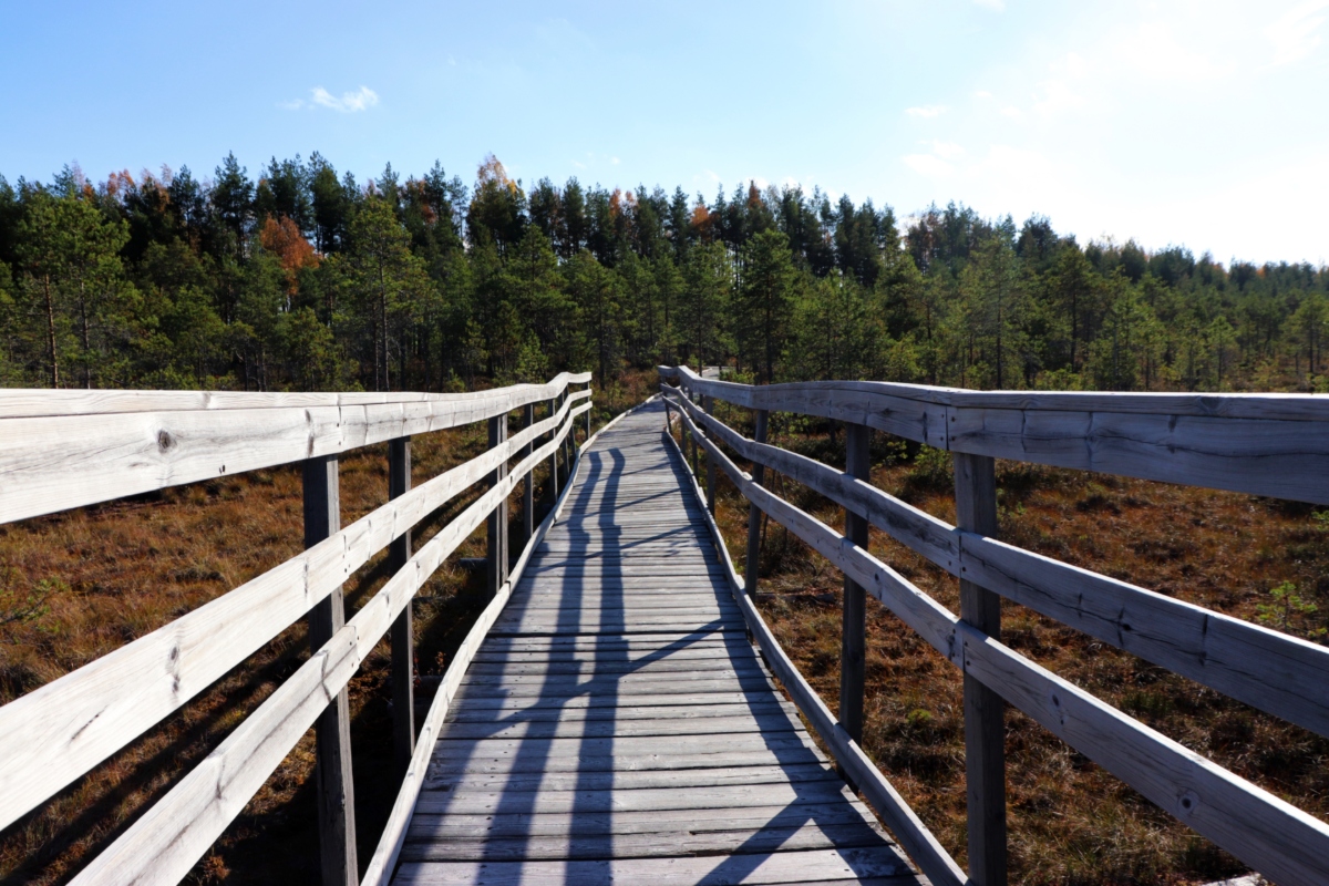 Pitkospuut alkavat näkötasanteelta ja kuvassa on myös suota näkyvissä.